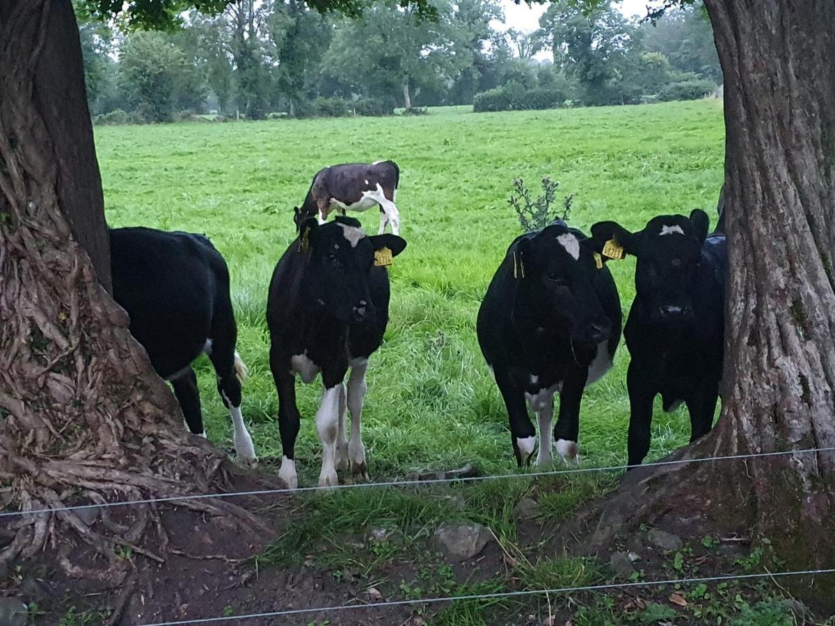 Glasson Glamping Farm Athlone